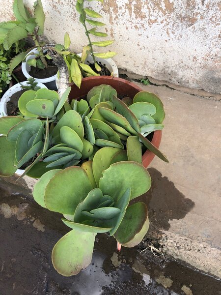Plants
