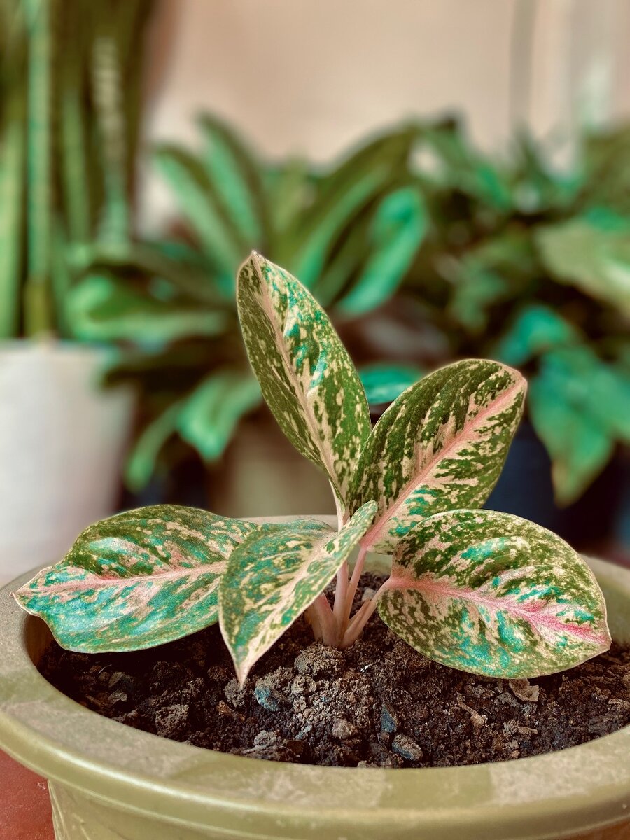 Plant