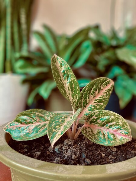 Plant