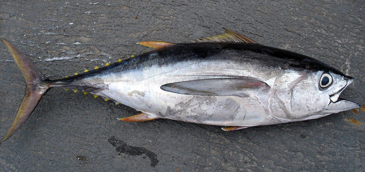 Plat d atieke au poisson thon