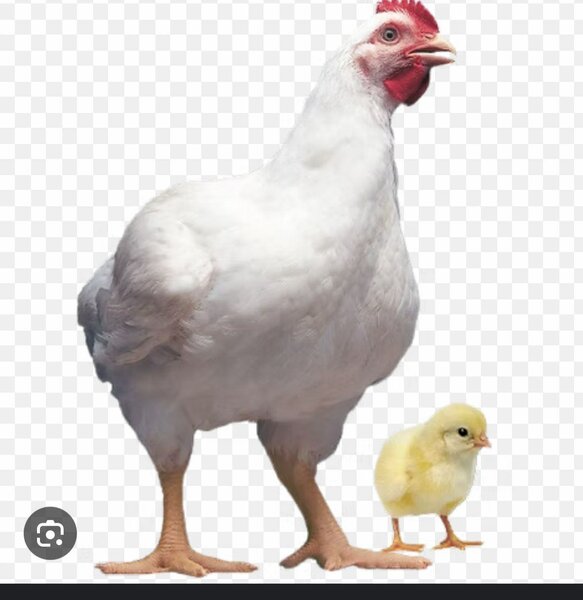 Poulet de chair