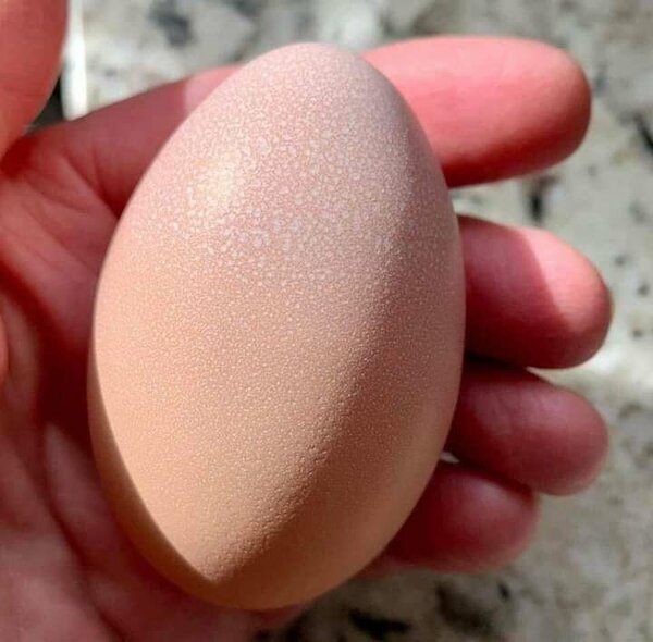 Fresh Eggs