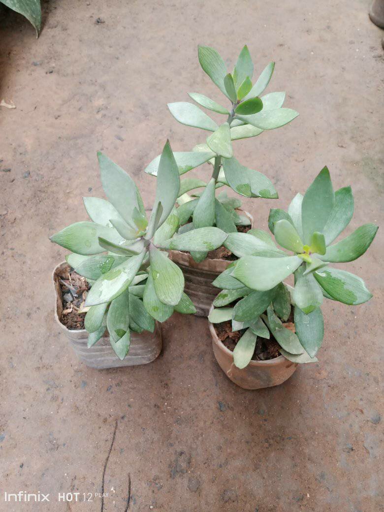 plantes vertes d'intérieur