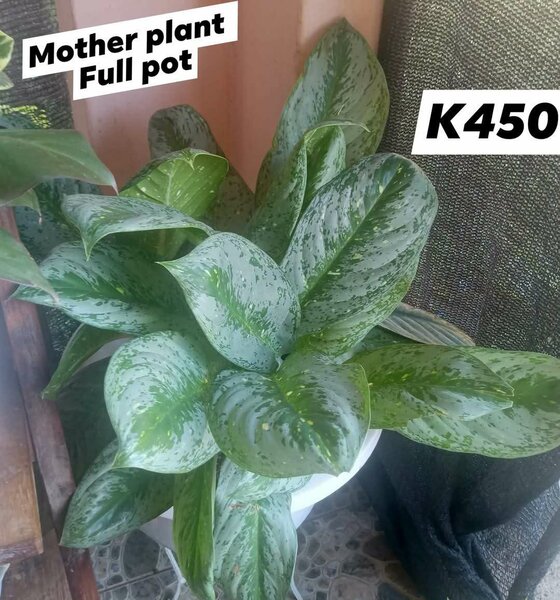 Plants