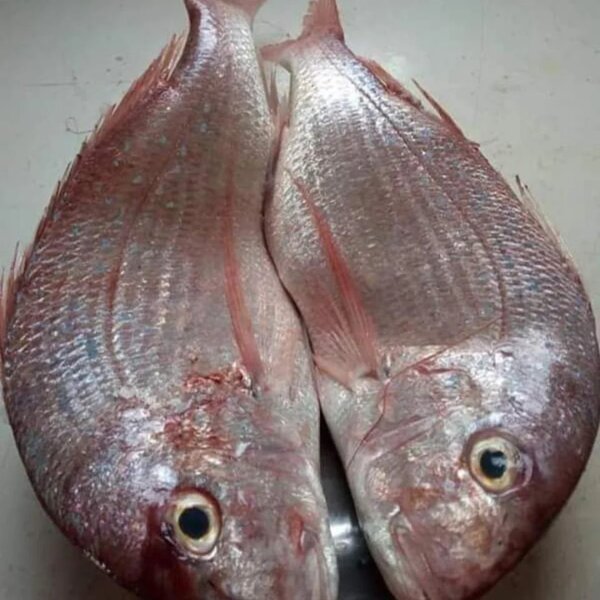 Red fish
