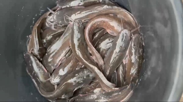 Fresh catfish