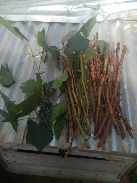Grapes