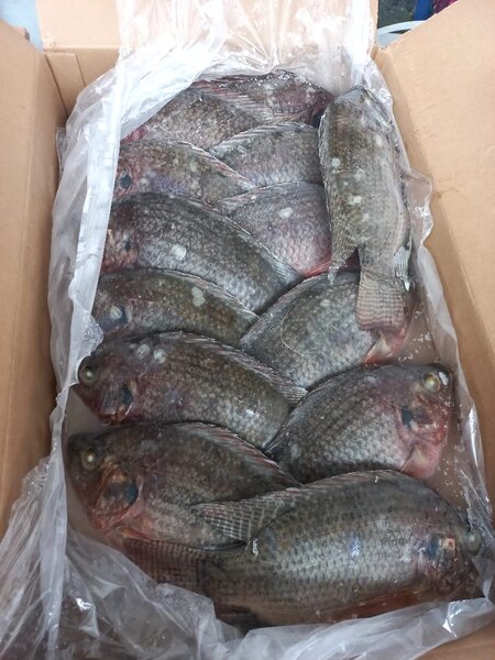 Poissons Tilapia Frais
