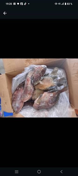 Tilapia, carpe
