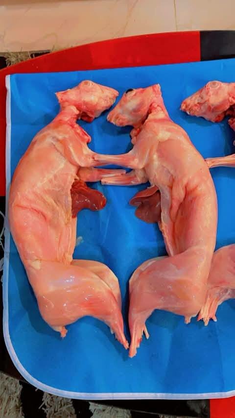 Lapins frais