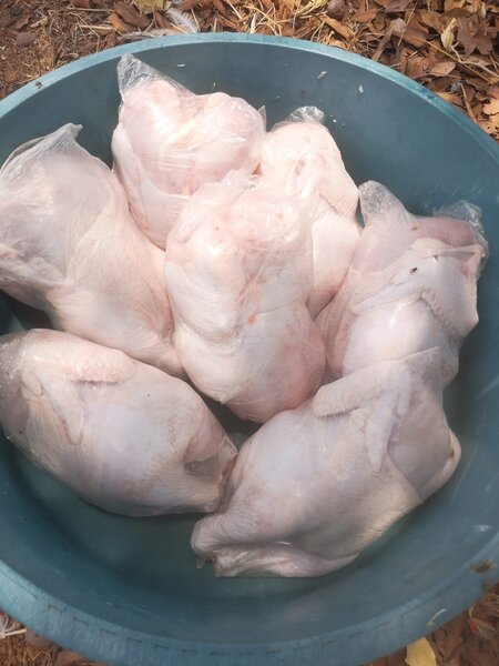 Dressed chickens