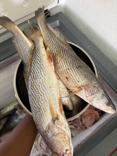 Poisson sosso