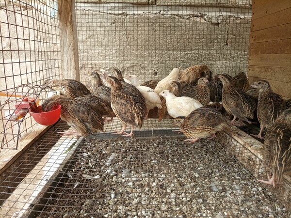 Quail Eggs