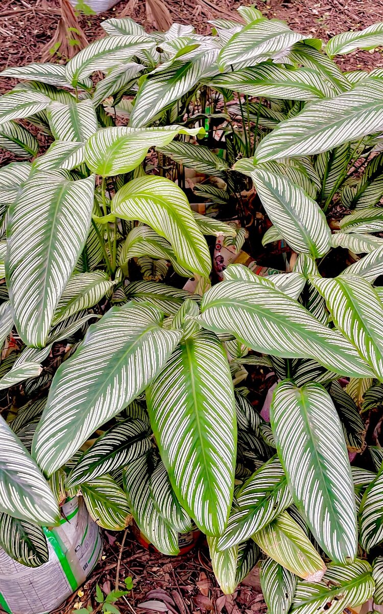 Calathae plants