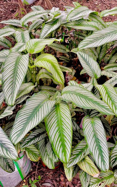 Calathae plants