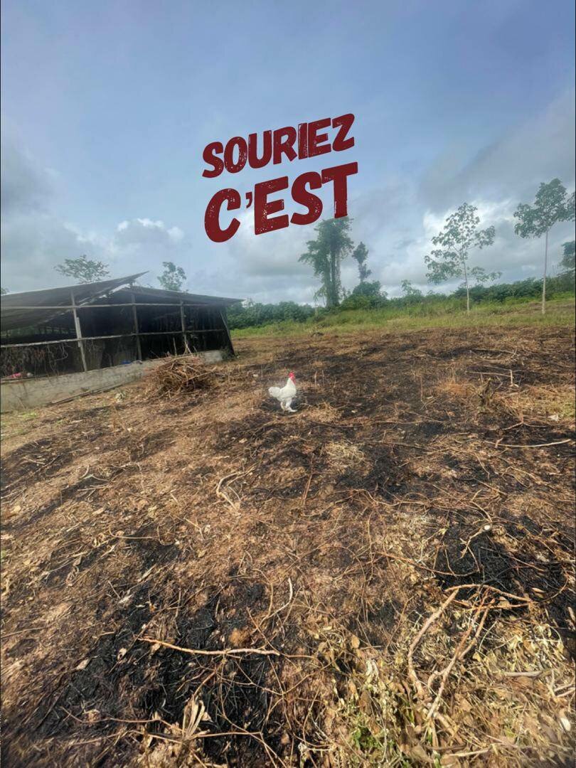 Poulet de chair