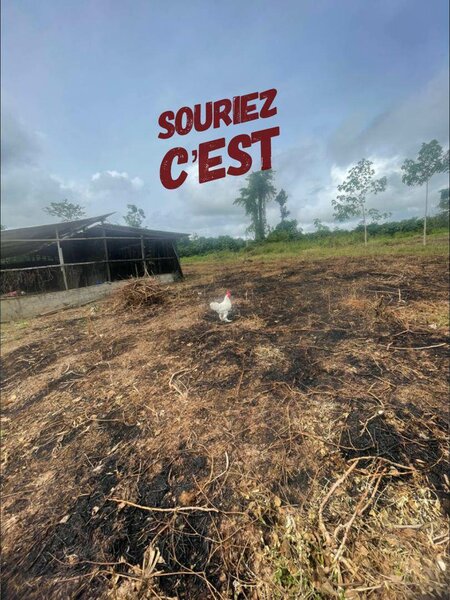 Poulet de chair