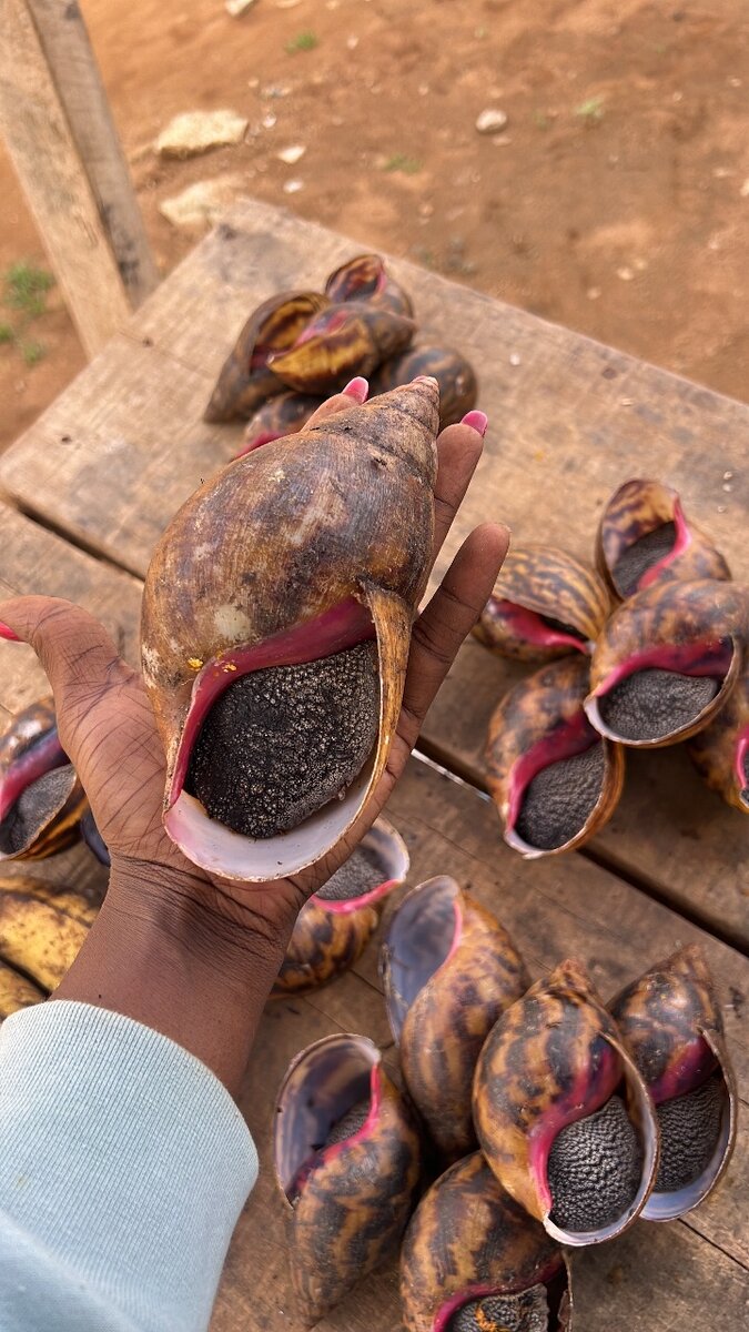 escargot