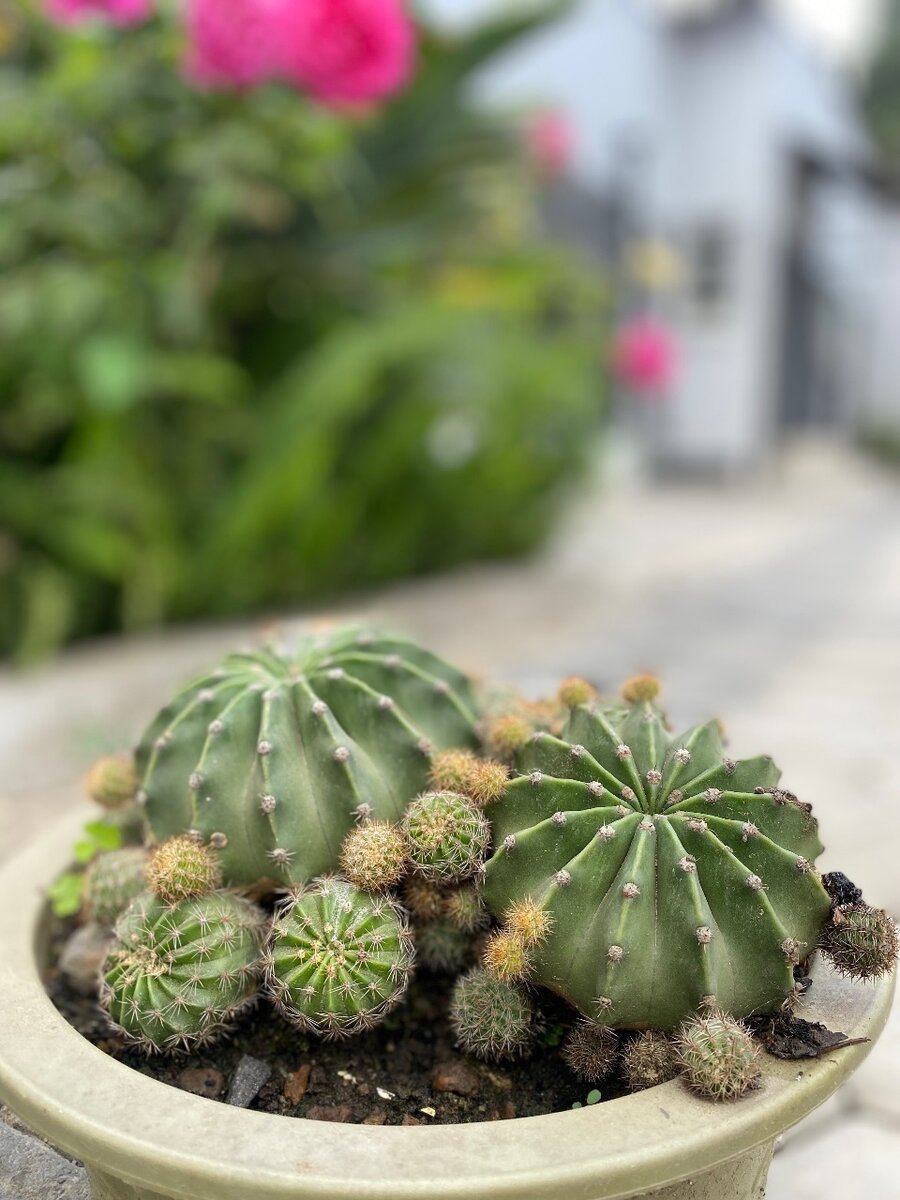 Garden plant