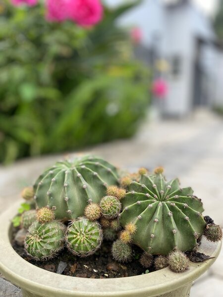 Garden plant