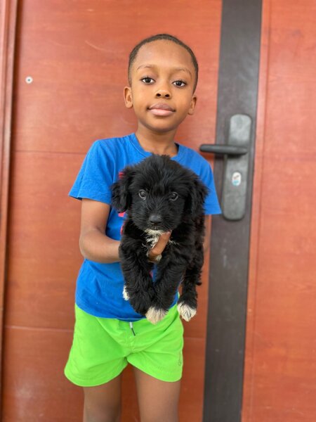 Morkie Pup