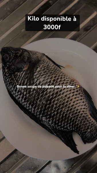 Poissons carpes