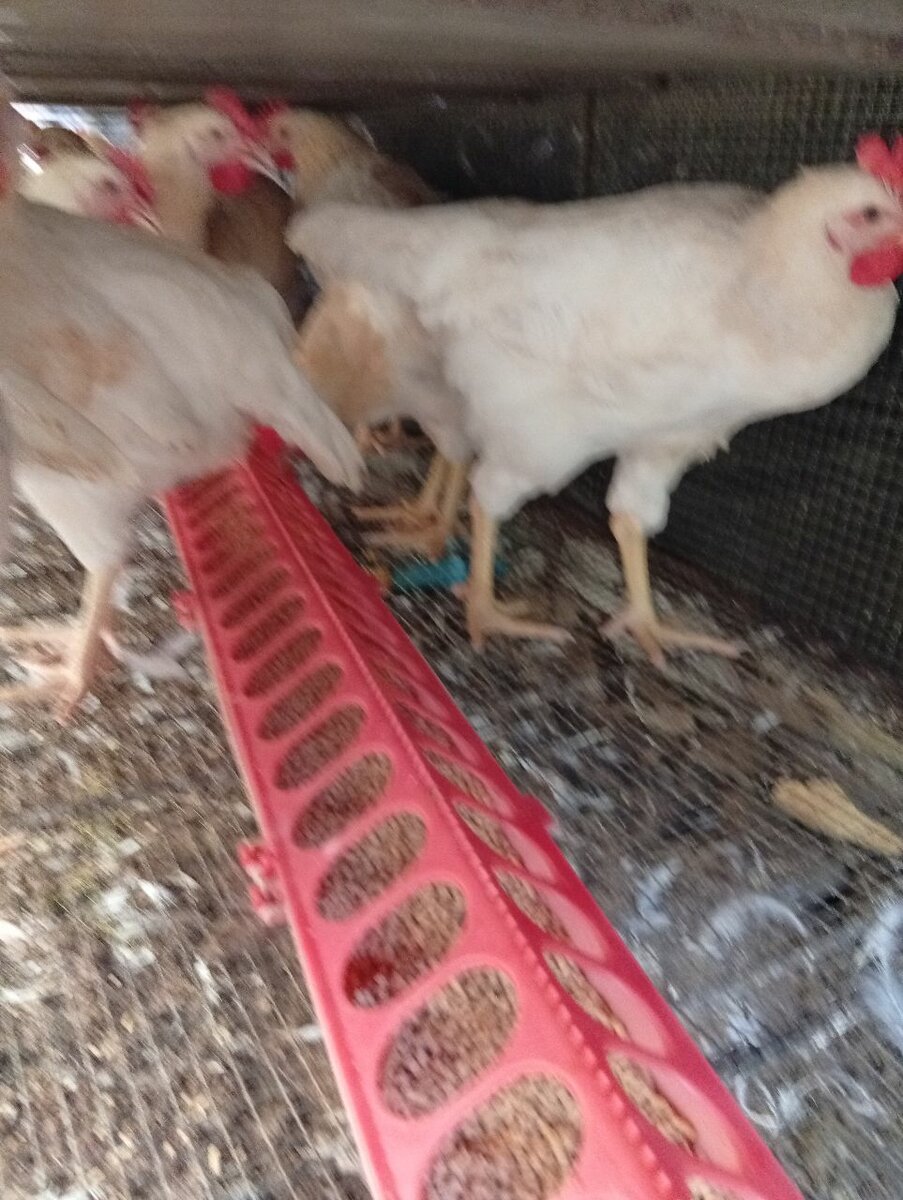 Poulet africain
