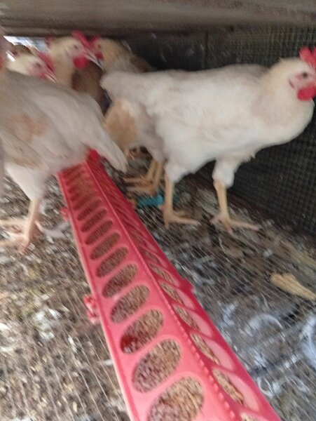 Poulet africain