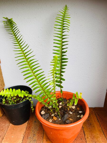 Boston Fern