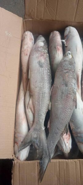 Mulet (20kg)