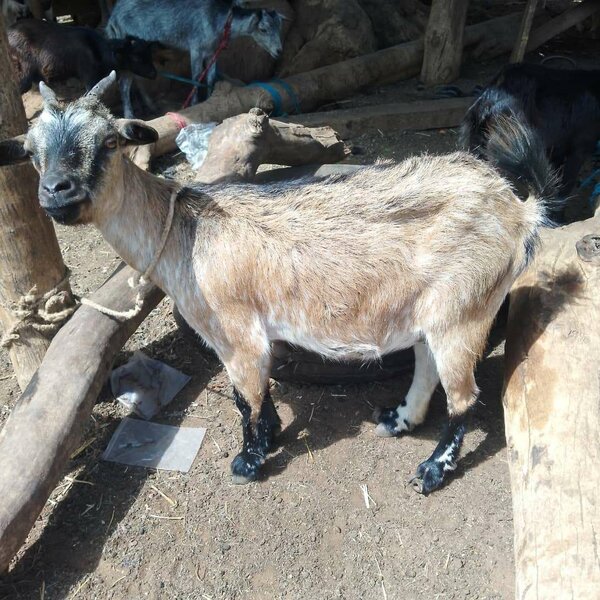Goats