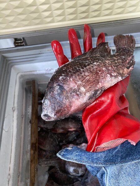 Demi kilo poisson