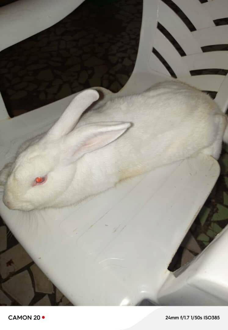 Lapins