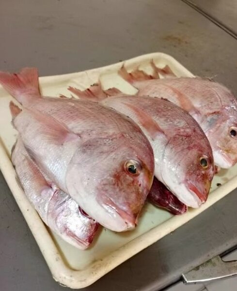 Poisson frais