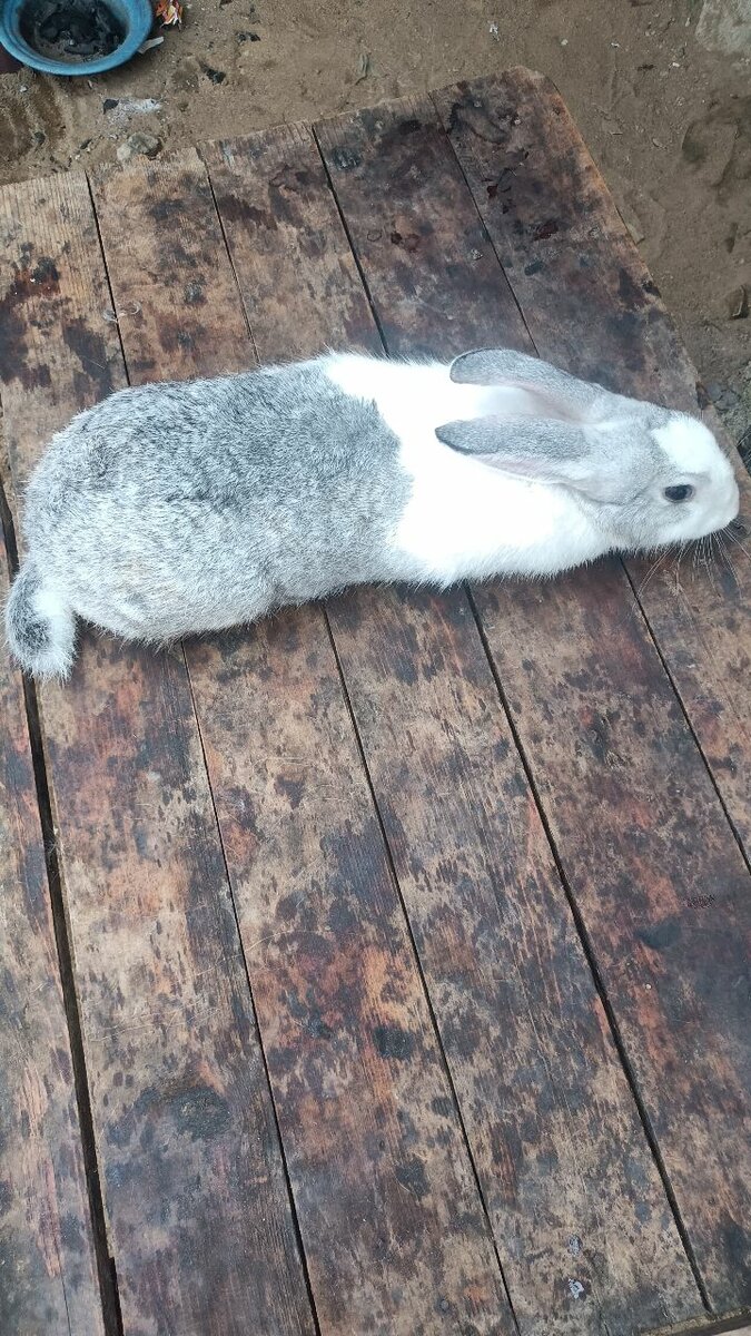 Lapin