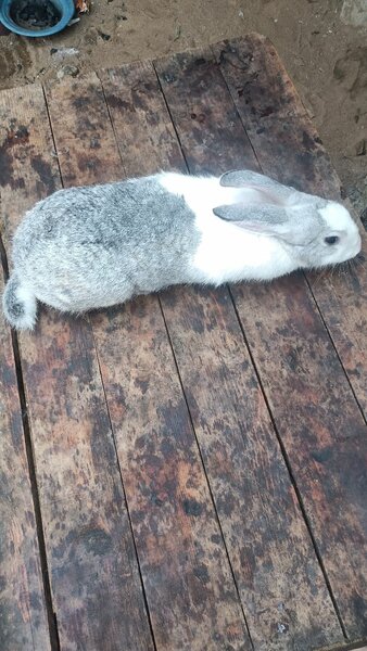 Lapin