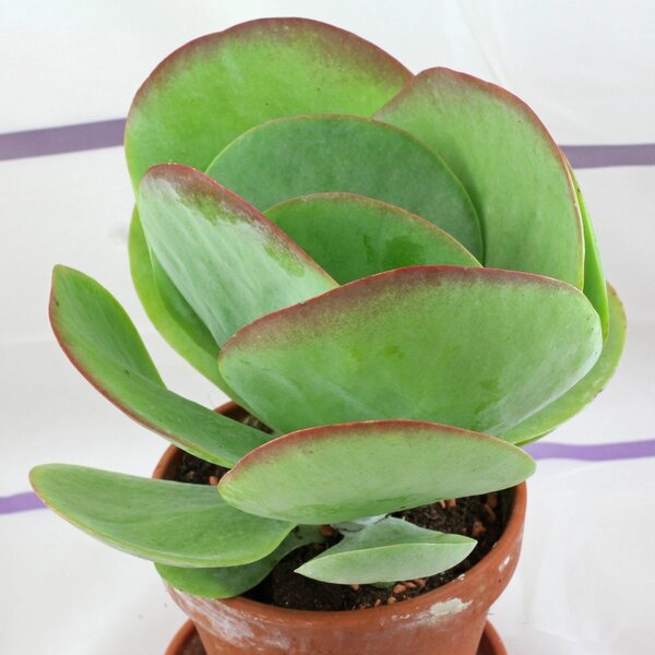 Plants
