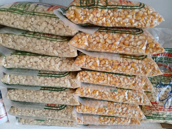 Planting maize
