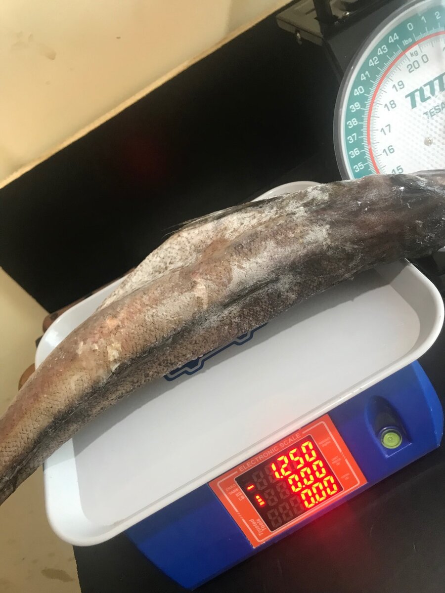 Hake fish aka armah