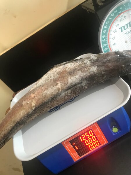 Hake fish aka armah