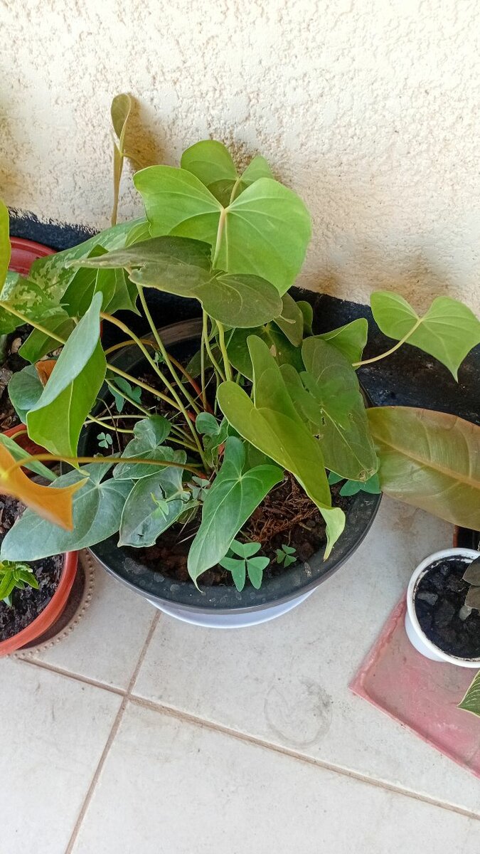 Plants