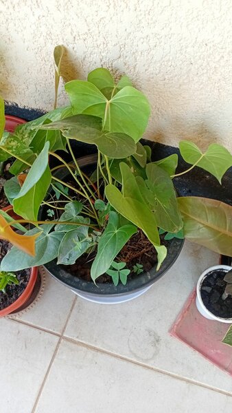 Plants