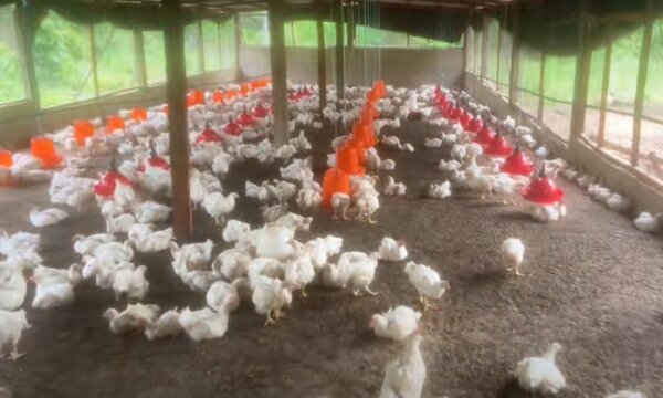 Poulet de chaire
