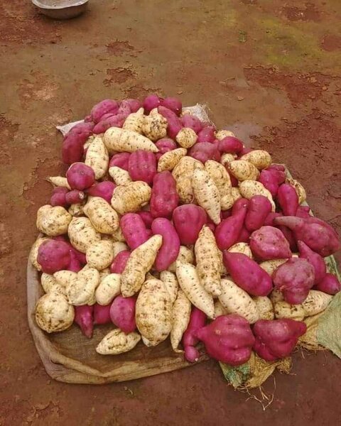 Chips de patate douce