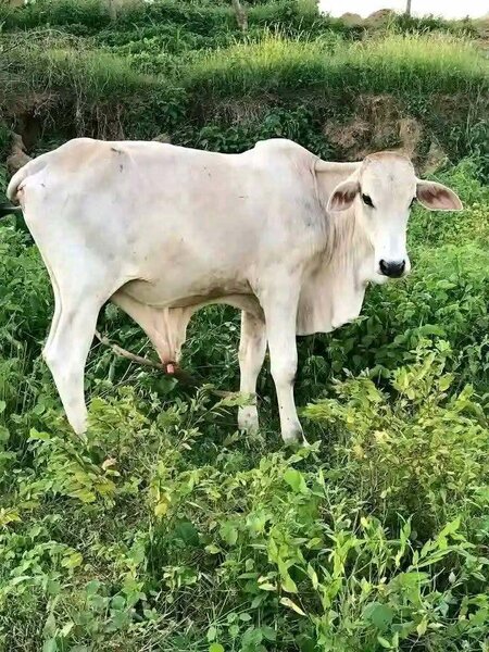 Cow