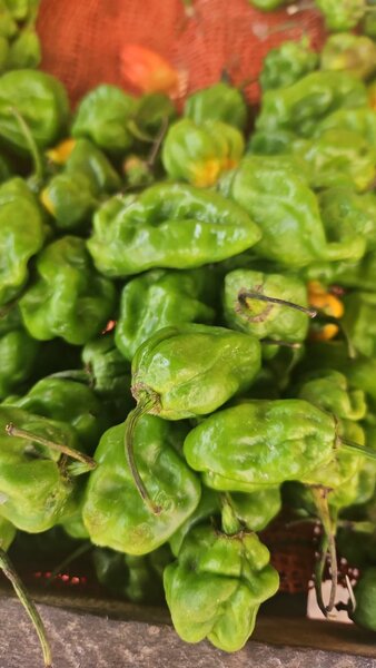 Piment