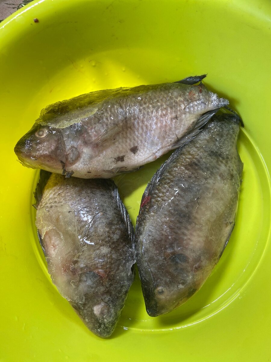 Carpe moyenne le lot de 3
