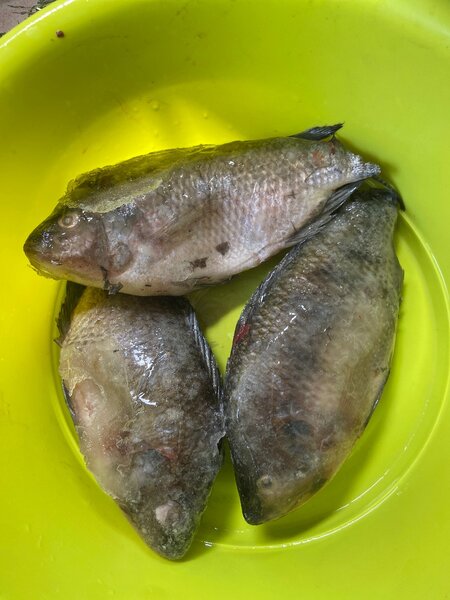 Carpe moyenne le lot de 3