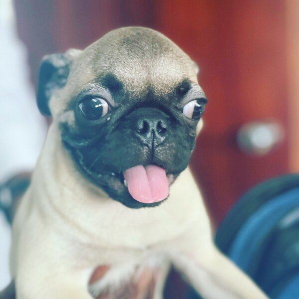 Dogs Breed Pug