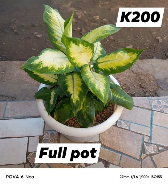 Plants